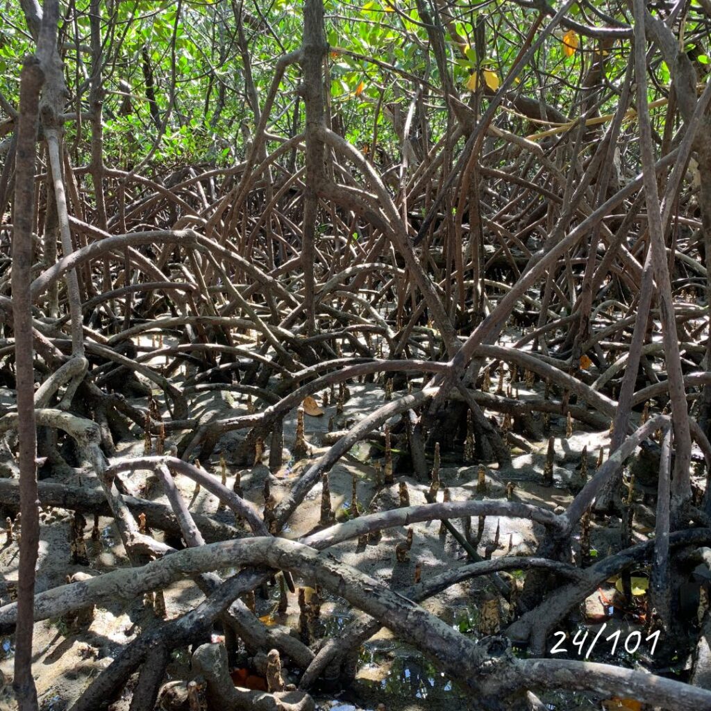 phénoménale mangrove